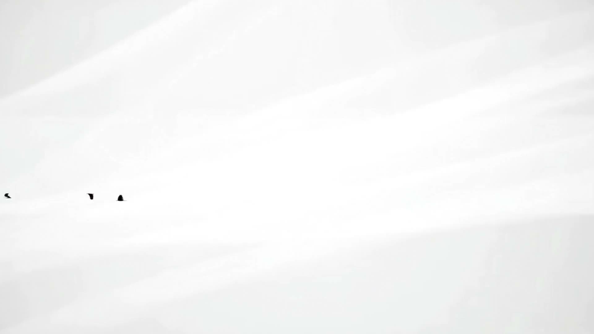 MEEC — Wings for Your Dreams